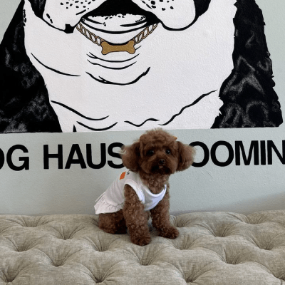 Pet Grooming